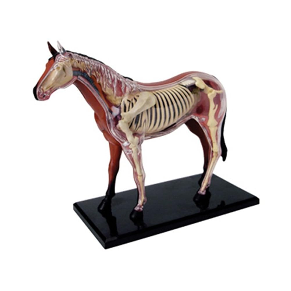 Modèle D'Anatomie D'Organe Animal 4D Cheval Intelligence Assemblage Jouet Enseignement Modèle D'Anatomie DIY Appareils Scientifiques Populaires