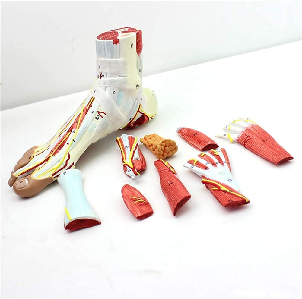 Foot Anatomy Model,Nerve Blood Vessels And Ligaments in Muscles of The Foot Joint Bodies for Teaching Foot Model