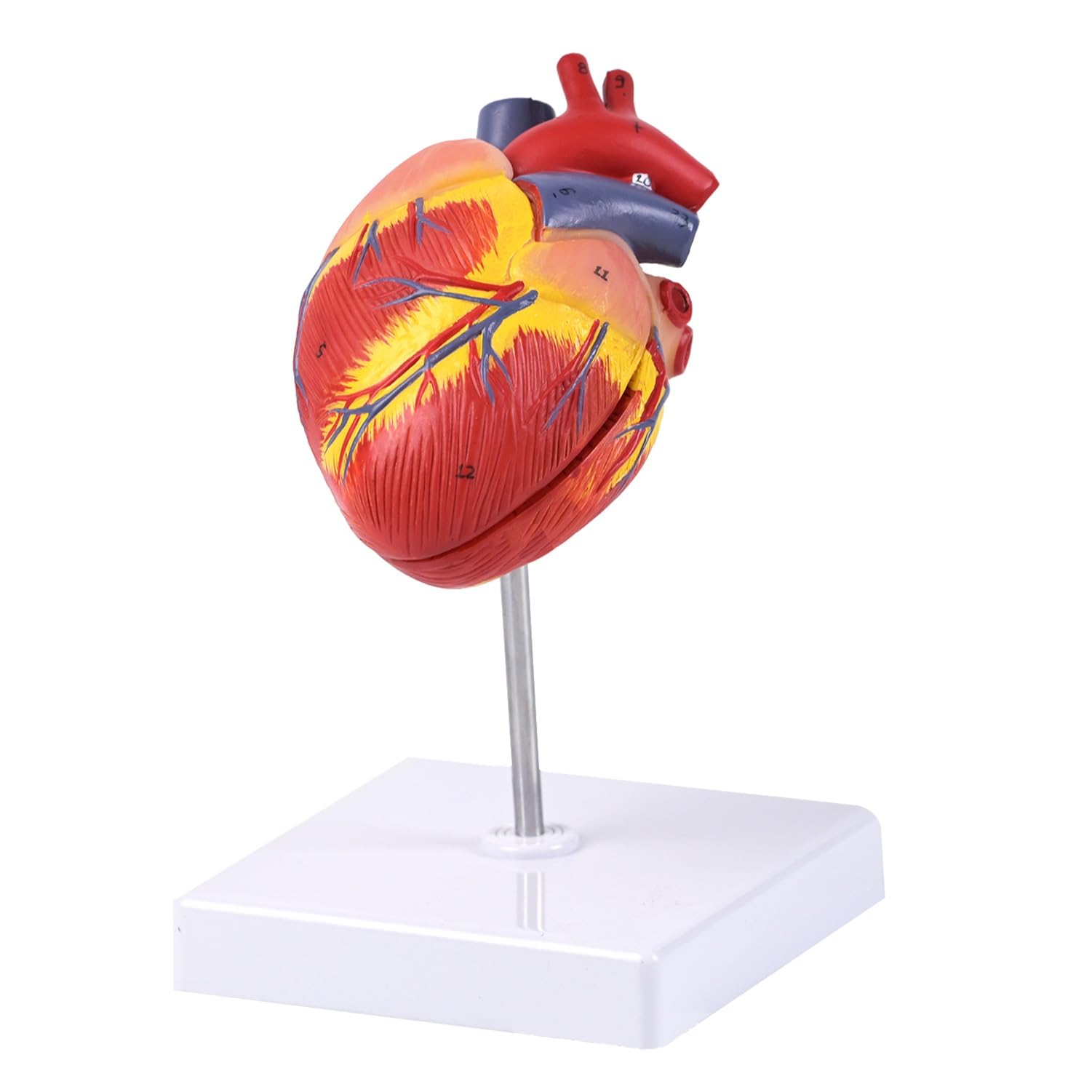 2-teiligen Hund Herzen Anatomisches Modell, abnehmbares Hundeherzmodell mit 26 digitalen Markern und Displaybasis