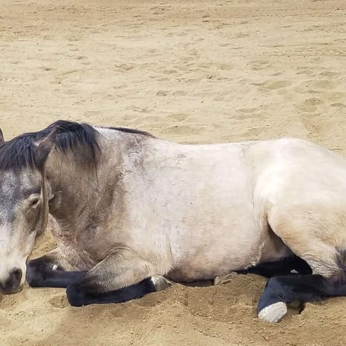 Ep 2-Heat cycles in mares and how to help them naturally