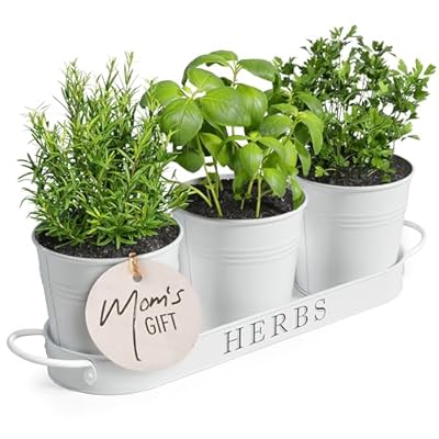 Barnyard Designs Indoor Herb Garden Planter Set with Tray, Metal Windowsill Plant Pots with Drainage for Outdoor or Indoor Plants, Set/3 (White)