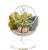 Bliss Gardens Air Plant Terrarium Kit - 4