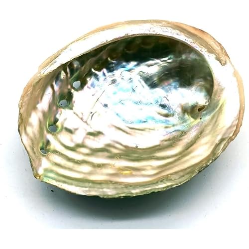 CRIGEMA Abalone-Muschel – handverlesene Perlfarbe – erste Qualität aus Kalifornien – Schale für Smudging und Heimdekoration (5-7 cm, 1 stück)