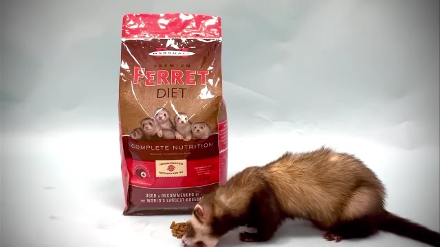 Amazon.com : Marshall Premium Ferret Diet Dry Food – 6 lbs