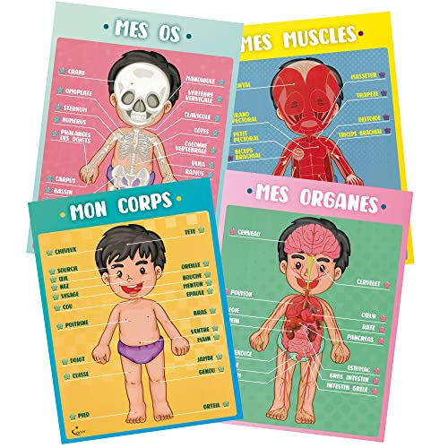 Profit poster anatomie corps humain – affiches éducatives pour enfants en français. Affiches de classe, matériel pédagogique, décoration de classe primaire, poster éducatif sur l'anatomie humaine.