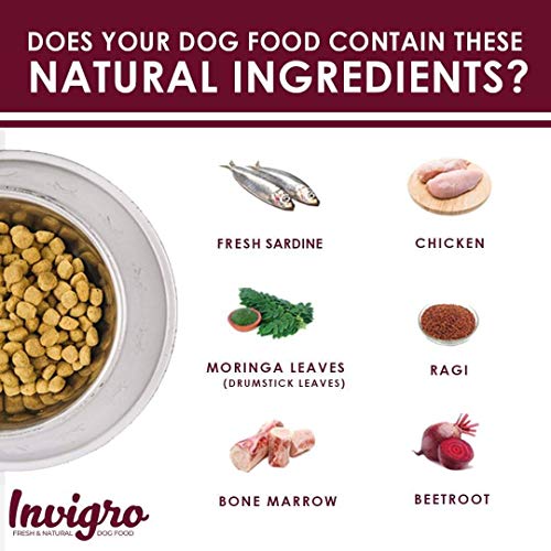 Image of Fish and Milk Adult Dry Dog Food High Protein Formula Complete and Balanced Nutrition for Adult Dogs Strong Muscles Healthy Coat Digestive Support 10 Kg Pack of 1