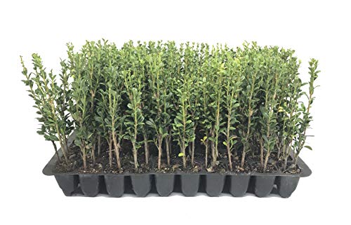 Sky Pencil Japanese Holly - 10 Live Plants - Ilex Crenata - Formal Low Maintenance Evergreen