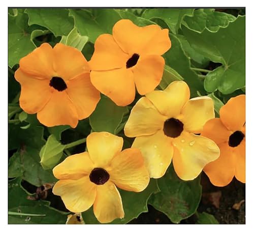 Black Eyed Susan Vine Seeds - Also Known as Clock Flower