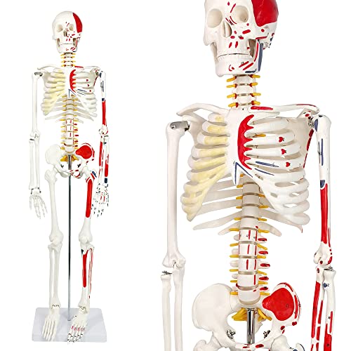 Image of Half Life Size Painted and Numbered Human Skeleton Model, 35 inch Anatomical Replica with Muscle Insertion and Origin Points, Removable Skull Cap & Jaw, Durable Stand for Display and Study
