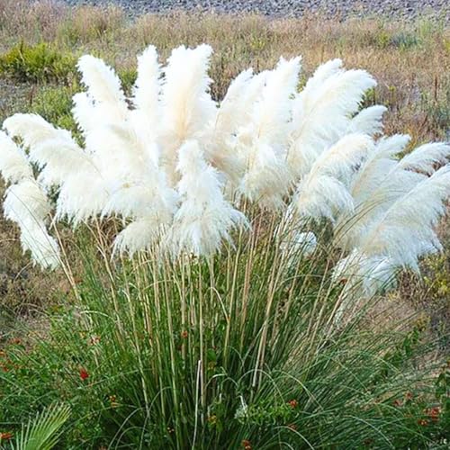 Set 2 Pampas Grass Plants Live Fully Rooted Pruned 5 to 9 Inches Tall, Ornamental Grasses Live Plants...