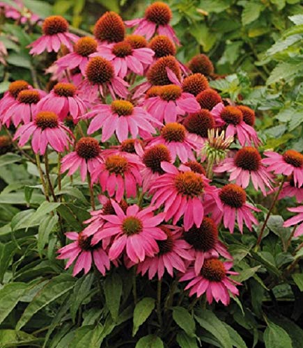 Park Seed Coneflower Flowering Plant Seeds, Variety of Sizes and Colors, Spring Garden, PowWow - Wild Berry, Pack of 10