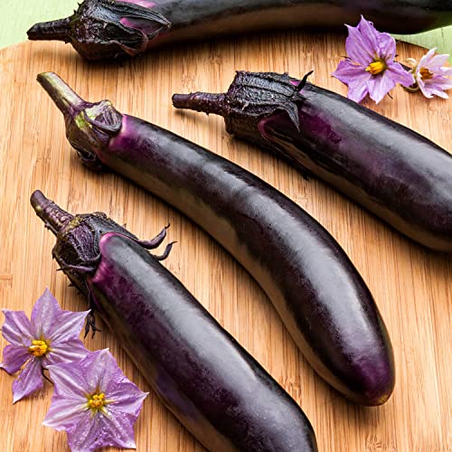 Bonnie Plants Ichiban Type Japanese Eggplant - 4 Pack Live Plants, Great in Containers, 10in. Long Fruit, Perfect for Grilling & Roasting, Green