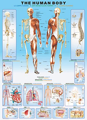EuroGraphics Rompecabezas Cuerpo Humano (1000 piezas) miniatura 3