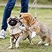 Pettom Heavy Duty 2 Way Dog Lead Metal Chain Double Pet Clip Leash Coupler 360 Swivel No Tangle Dog Walking & Training Leash (L 4.0mm*70cm, Silver)
