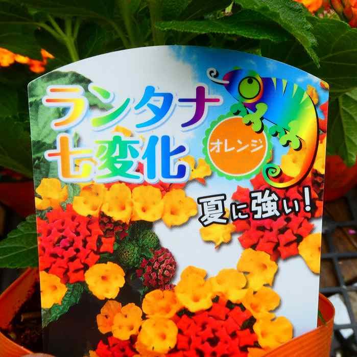 Amazon.co.jp: ランタナ 苗 オレンジ 1ポット 七変化 3.5号 花苗 夏の