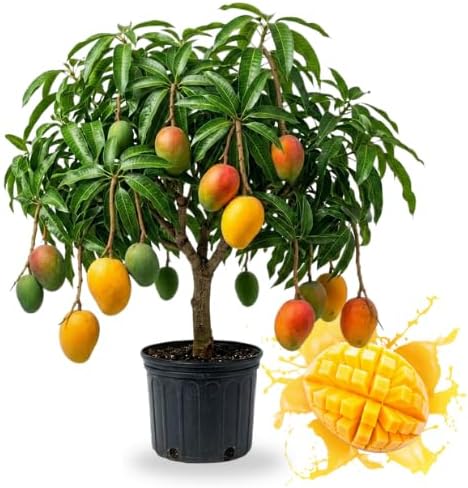 No CA, Grafted Mango Plant Live Tree, 2-3 Ft Tall in 3 Gallon Pot, High-Yielding for Spring Planting (Lemon)