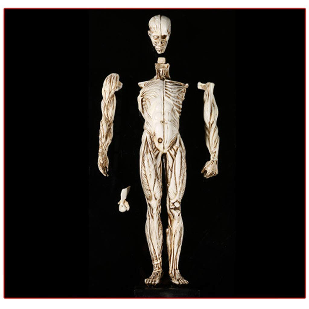 Model edukacyjny, anatomiczny model szkieletu człowieka - 1:1 naturalnej wielkości model anatomii człowieka - biologia medyczna pomoc dydaktyczna modele medyczne materiały model szkieletu