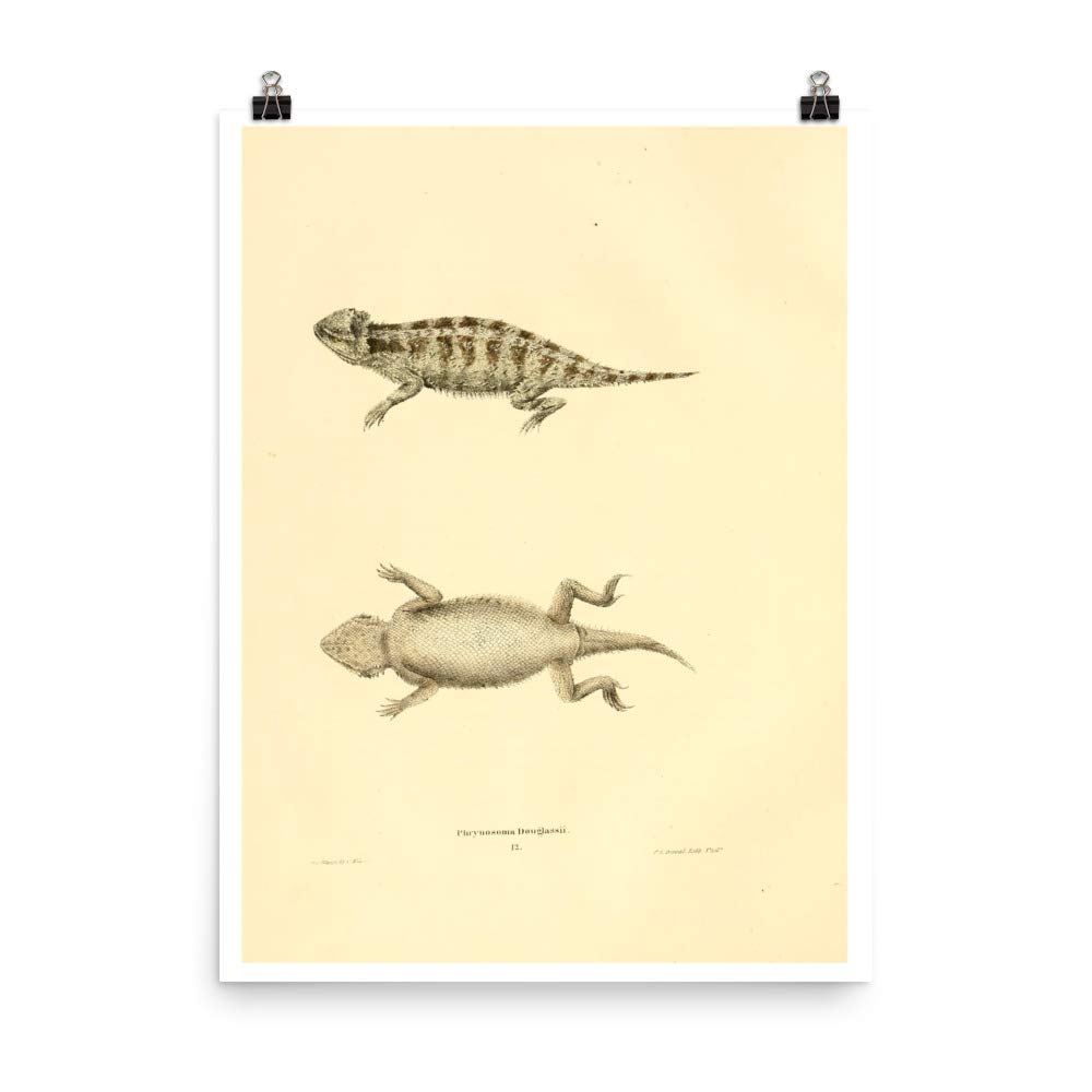 Gravure zoologie 1836 lézard à cornes impression d'art