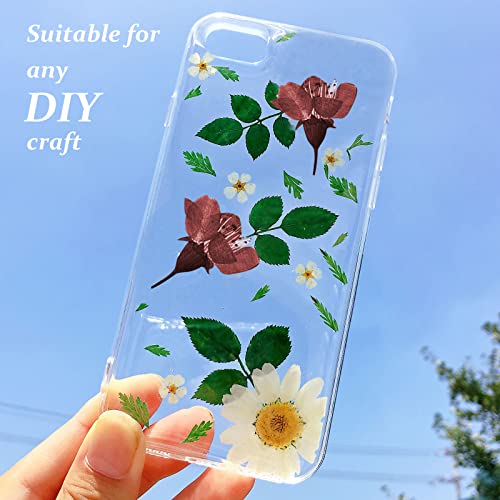 Flores de Cerezo Secas Prensadas, 60 PCS Naturales miniatura 5