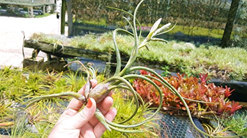 The Drunken Gnome Air Plants–Pseudo Baileyi L– 1 Pack Air Purifying Flowering Tillandsia For Terrarium, Fairy Garden Starter Kit, Home Office, Indoor Outdoor, Corporate Gift (1 Pack, Large 6-12") #TOP4