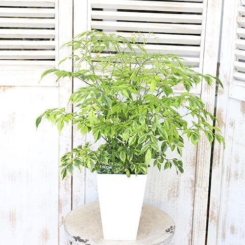 Amazon｜観葉植物 斑入り ステレオスペルマム レモンライム 5号 高さ