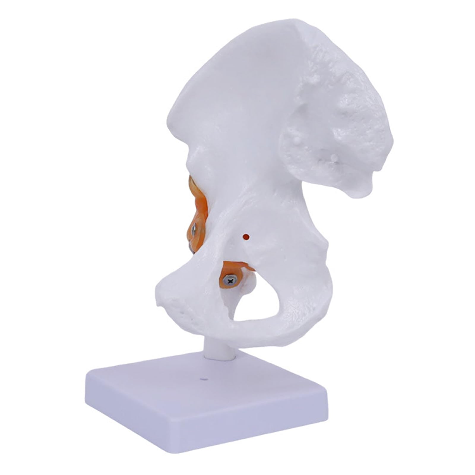 Modèle de joint de hanche flexible de taille réelle AMITD
