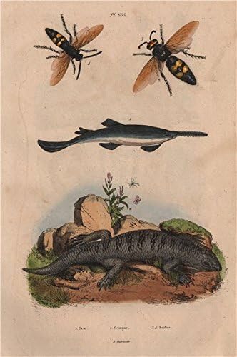 Amazon De Scie Sage Sagefisch Scinque Skink Megascolia Maculata Mammoth Wasp 1833 Old Antik Vintage Print Kunst Bild Druck Der Reptilien