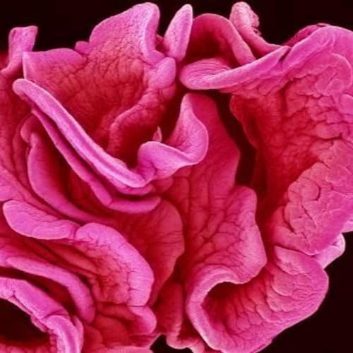 『Pathophysiology: Reproductive』のカバーアート