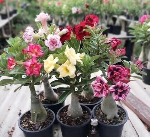 Generic DPEYARO0 Bonsai Adenium Plant, Multicolor, Pack of 10 - Image 6