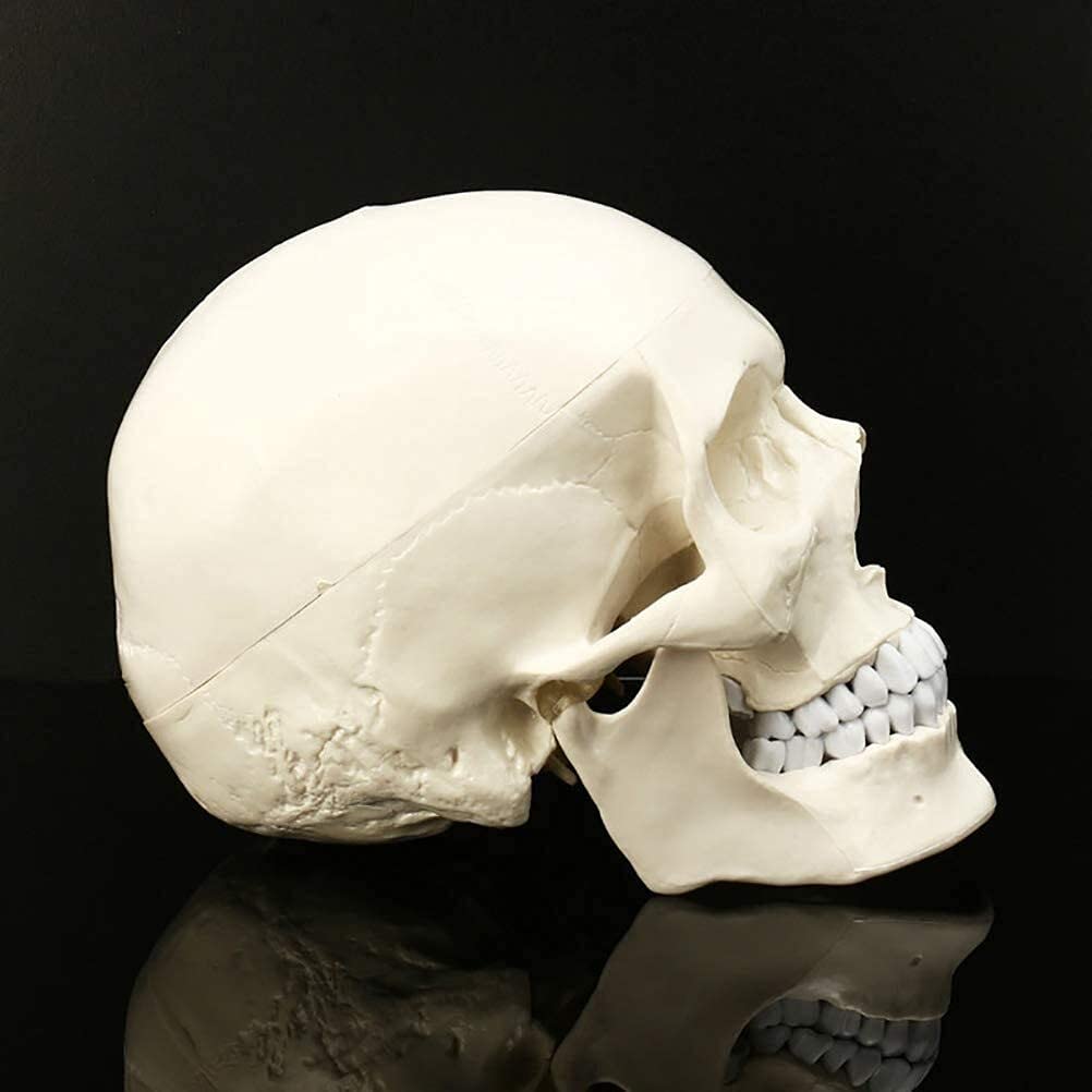 Modelo anatómico Modelo cráneo Modelo anatómico Humano Medicina Cráneo Anatomía Humana Anatomía Estudio del Modelo Esqueleto