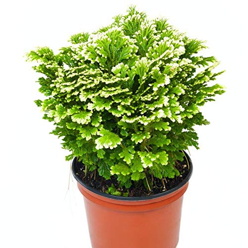 DECOALIVE Musgo de Espiga Planta Natural de Interior Rosa Jericó