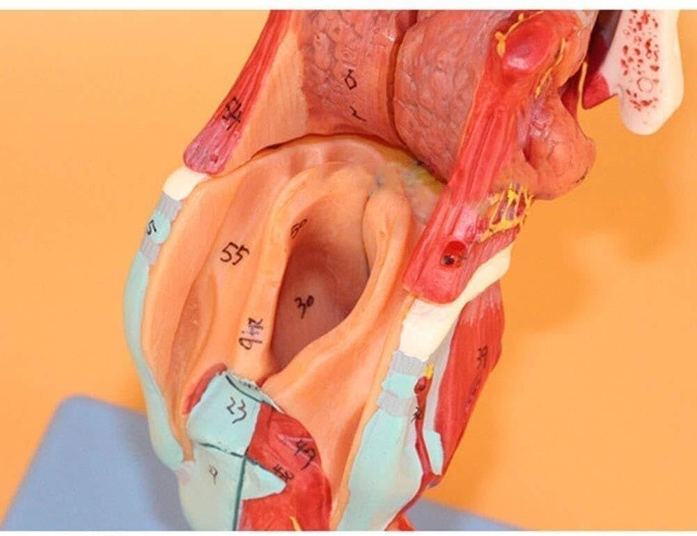 Model ludzkiego gardła, model anatomiczny krtani naturalnej wielkości | Model kości jamy ustnej i mięśni krtani, Model jamy ustnej, krtani i nosogardzieli, do badań medycznych w klasie