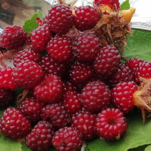 Japanese Wineberry Seeds (Berry Seeds)