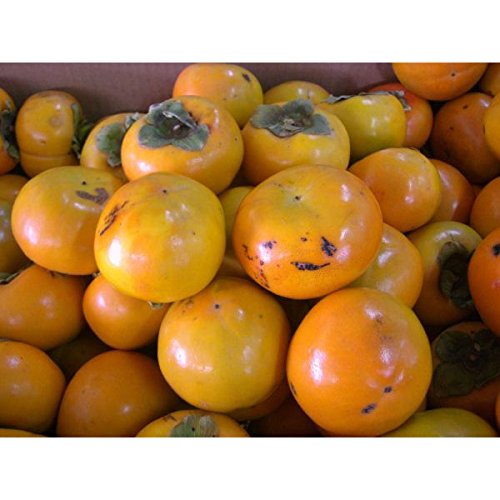 IBcɂ̏ȔS y󂠂 pz a̎RY ` l xL` 2.3kg