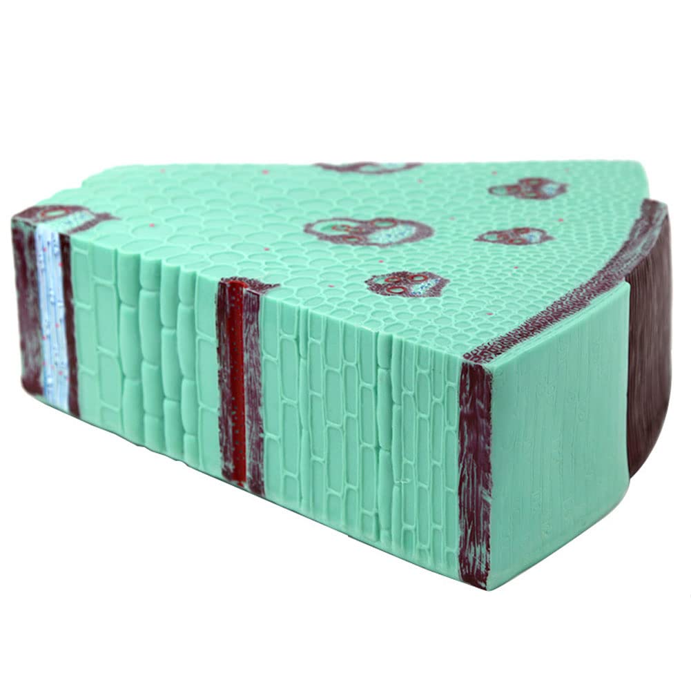Monocot Plant Stem Model - Plant Anatomy Model - Pvc Biology Teaching Models - Transverse Section, for Scientific Teaching Tool
