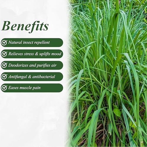 Image of Pure Citronella Essential Oil - 100% Natural & Undiluted | Mosquito Repellent, Aromatherapy, Skin & Hair Care | Steam Distilled Therapeutic Grade | 30ml