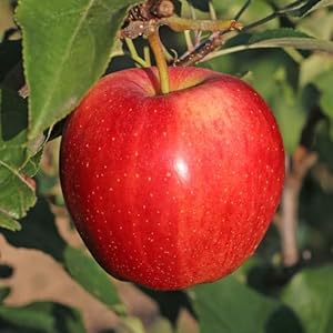 Apfelbaum 'Gala' (2 Jahre)