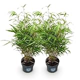 Fargesia Rufa est le choix parfait pour une haie élégante, offrant intimité et style tout en étant rustique toute l'année, vous permettant de profiter de sa beauté tout au long de l'année.