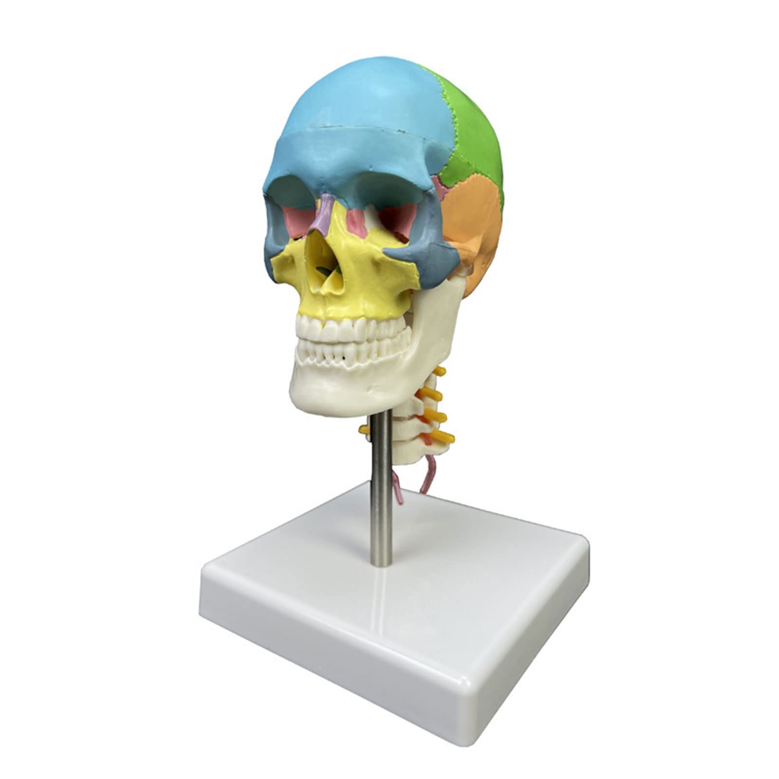 Forniture per modelli anatomici teschio testa umana colorata