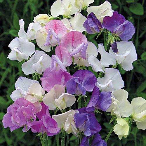 Seeds4Planting - Seeds Sweet Pea Mix Fragrant For Indoor Pot Annual Flowers For Planting #TOP6