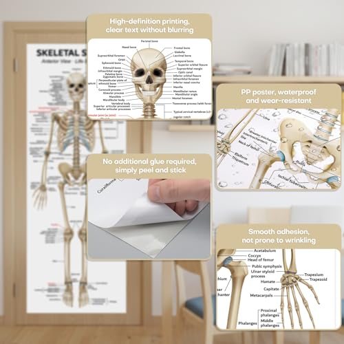 Image of Life Size Skeleton Bones Named Poster 72 x 27 Inch Human Skeleton Poster for Classroom or Lab and Medical Office Shipped Crease-Free Posters Wall Decor for Students Teachers and Doctors