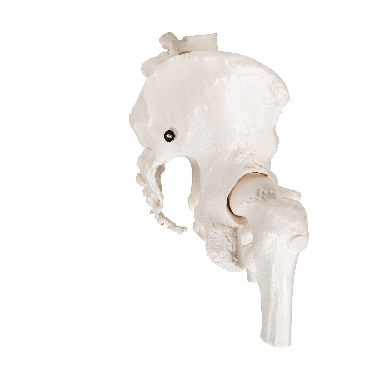 3B Scientific® Bacino Scheletrico Femminile – Modello a Grandezza Naturale con Sacro, Coccige, Sinfisi Mobile & Monconi Femorali + Smart Anatomy App (Garanzia di 5 Anni)