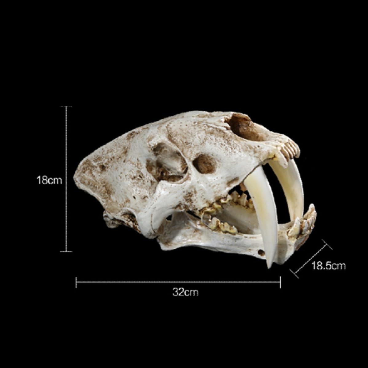 Yardenfun Scultura Teschio di Tigre Dai Denti a Sciabola in Resina