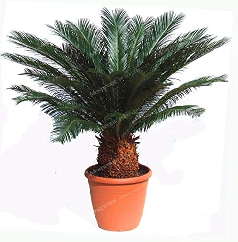 ソテツ 奄美大島産 C 子付き 細幹系 盆栽