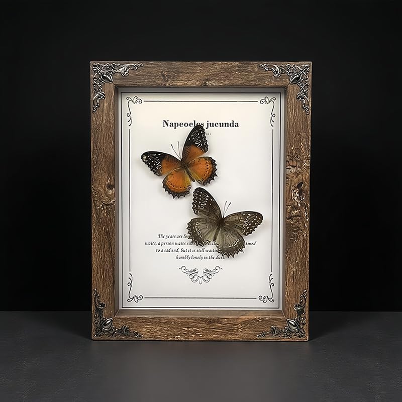 Real Butterfly Framed - Hanging wood grain photo frame, Taxidermy Animals for Oddities and Curiosities Gifts (cethosia biblis+White saw butterfly - Wood Grain Photo Frame)