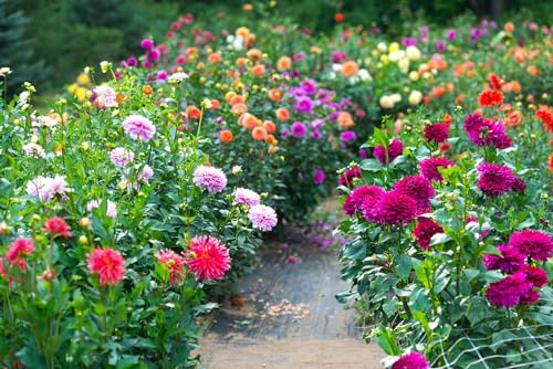 Image of Dahlia Flower Seeds for Planting - Vibrant Mixed Color Blooms, Easy to Grow Garden & Pot Flowers (Pack of 50 + Seed)