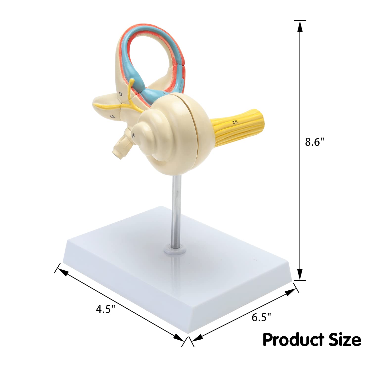 Snapklik.com : Inner Ear Model, Cochlear Semicircular Canal And ...