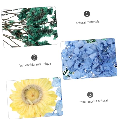 Flores prensadas secas para manualidades y decoración miniatura 6