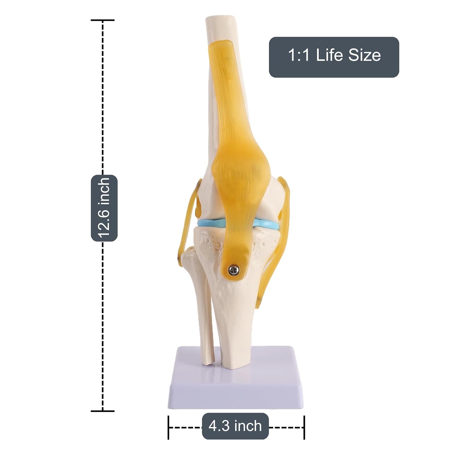 Doctor Verified Functional Life Size Knee Model Anatomy with Ligaments, Movable Anatomic Human Knee Joint Model with ACL, PCL, MCL, and LCL for Orthopedic, Skeleton, Anatomical Learning