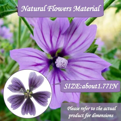Flores Secas de Malva Prensadas Moradas para Manualidades miniatura 2
